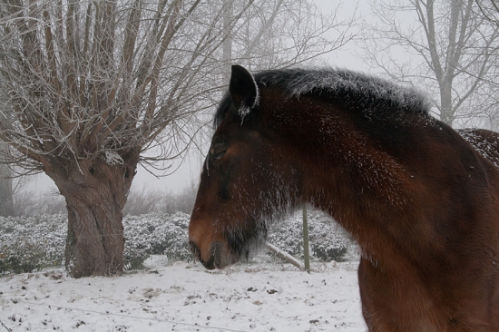 Snowhorse.jpg